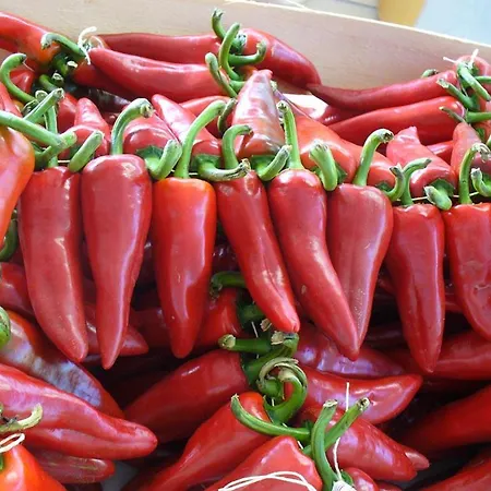 Bernet בית נופש *